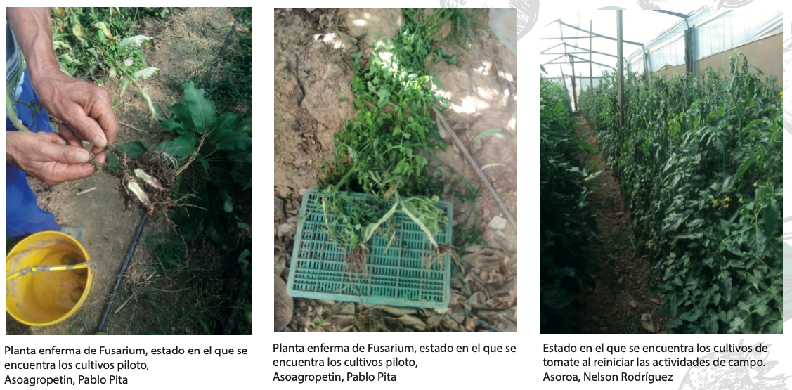 Afectación de Cultivos de Tomate